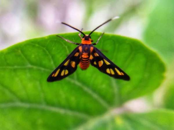 Yaban arısı güvesi yaprağın üzerinde çözünür. Hayvan makro fotoğrafı