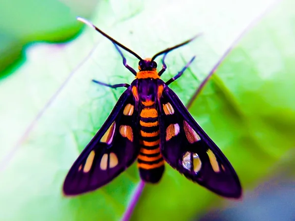 Yaban arısı güvesi yaprağın üzerinde çözünür. Hayvan makro fotoğrafı