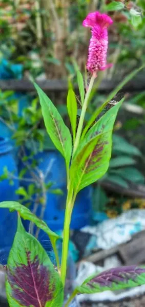 Celosia argentea bulanık arka planda kırmızı çiçekleri olan eşsiz bir bitkidir. Doğal güzellik..