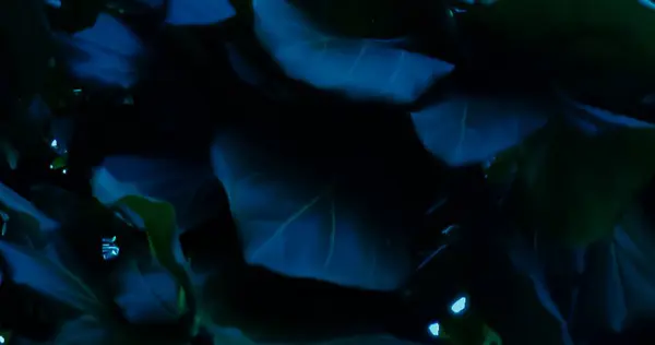 Parktaki büyük ağaç yapraklarını kapat. Seçici bir odaklanma ile yaprak. Doğa mavi ton arkaplanı.