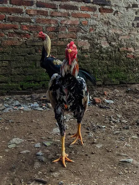 A young rooster walking in the yard.