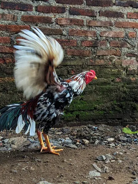 A young rooster walking in the yard.