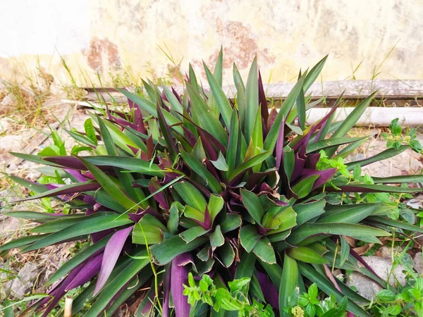 Bilimsel adı Tradescantia Spathacea olan süs bitkisi ya da daha çok Adam Eva olarak bilinen. Ev dekorasyonu tesisleri.