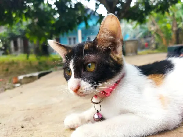 Kedi baktı ve avluda oturdu. Pofuduk siyah beyaz kedi portresi, doğada sarı gözlü, yaklaş. Evcil hayvanlar, sevimli.
