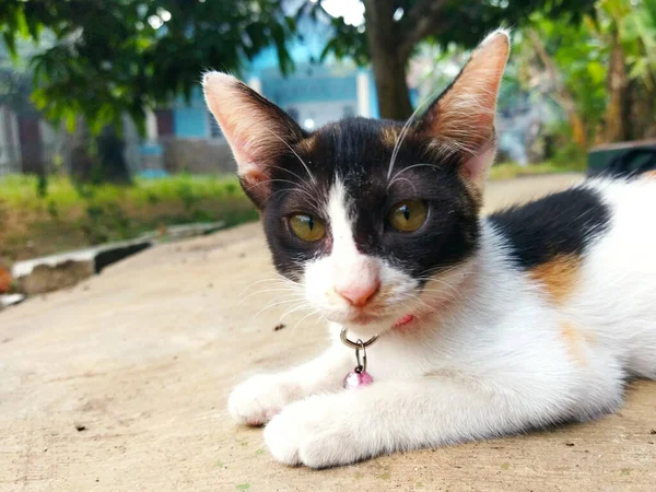 Kedi baktı ve avluda oturdu. Pofuduk siyah beyaz kedi portresi, doğada sarı gözlü, yaklaş. Evcil hayvanlar, sevimli.