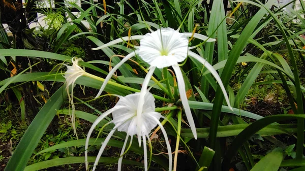 Hymenocallis festalis güzel beyaz çiçekleri olan soğanlı bir bitkidir. Dekoratif bitkiler.