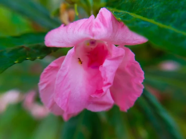 Bulanık arka planda güzel pembe çiçekler. Çiçek makro fotoğrafı.