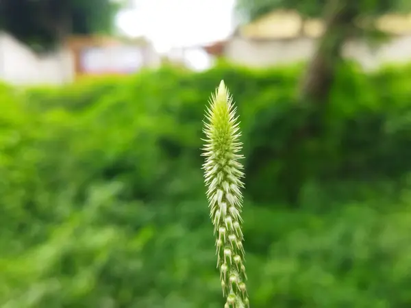 Achyranthes bidentata dikenli bitki ve bulanık arka plan. Makro fotoğraf yerleştir.