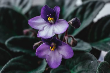 Bir menekşeye yaklaş