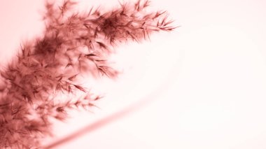 Pink pampas grass. On a light pink background. Soft, warm, banner, background, wallpaper. Gentle
