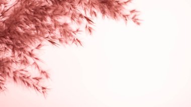 Pink pampas grass. On a light pink background. Soft, warm, banner, background, wallpaper. Gentle