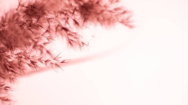 Pink pampas grass. On a light pink background. Soft, warm, banner, background, wallpaper. Gentle