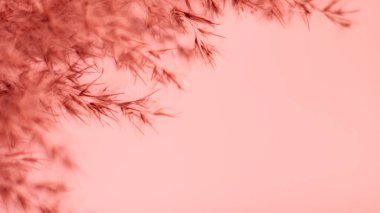 Pink pampas grass. On a light pink background. Soft, warm, banner, background, wallpaper. Gentle