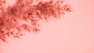 Pink pampas grass. On a light pink background. Soft, warm, banner, background, wallpaper. Gentle