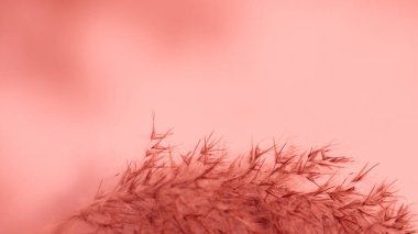 Pink pampas grass. On a light pink background. Soft, warm, banner, background, wallpaper. Gentle