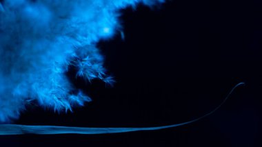 Pampas grass blue on a black background. Frost, cold, tenderness. blue, blue.