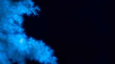 Pampas grass blue on a black background. Frost, cold, tenderness. blue, blue.
