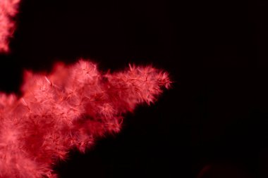 Red pampas grass on a black background. Bright, red, contrast, soft contrast. Black background, red grass. Light.