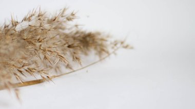 Pampas grass is a natural light brown color. On a light background. Background with gentle soft grass. Fluffy grass on the background. Neutral color. Pastel shades. nude