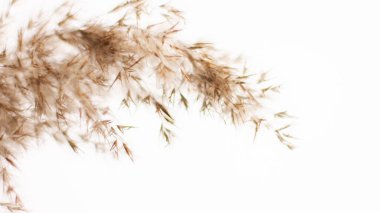 Pampas grass is a natural light brown color. On a light background. Background with gentle soft grass. Fluffy grass on the background. Neutral color. Pastel shades. nude