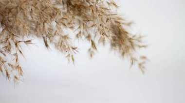 Pampas grass is a natural light brown color. On a light background. Background with gentle soft grass. Fluffy grass on the background. Neutral color. Pastel shades. nude