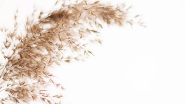 Pampas grass is a natural light brown color. On a light background. Background with gentle soft grass. Fluffy grass on the background. Neutral color. Pastel shades. nude