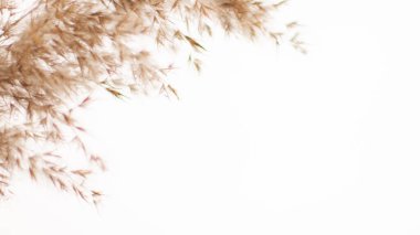 Pampas grass is a natural light brown color. On a light background. Background with gentle soft grass. Fluffy grass on the background. Neutral color. Pastel shades. nude