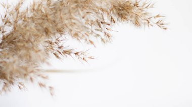 Pampas grass is a natural light brown color. On a light background. Background with gentle soft grass. Fluffy grass on the background. Neutral color. Pastel shades. nude