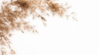 Pampas grass is a natural light brown color. On a light background. Background with gentle soft grass. Fluffy grass on the background. Neutral color. Pastel shades. nude