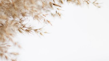 Pampas grass is a natural light brown color. On a light background. Background with gentle soft grass. Fluffy grass on the background. Neutral color. Pastel shades. nude