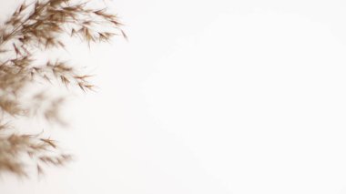 Pampas grass is a natural light brown color. On a light background. Background with gentle soft grass. Fluffy grass on the background. Neutral color. Pastel shades. nude