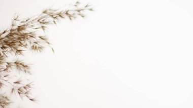 Pampas grass is a natural light brown color. On a light background. Background with gentle soft grass. Fluffy grass on the background. Neutral color. Pastel shades. nude