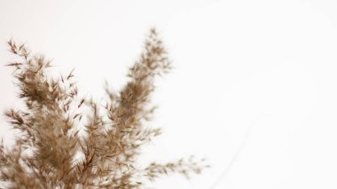 Pampas grass is a natural light brown color. On a light background. Background with gentle soft grass. Fluffy grass on the background. Neutral color. Pastel shades. nude