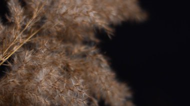 Pampas grass is a natural light brown color. On a black background. Background with gentle soft grass. Fluffy grass on the background. Neutral color. Pastel shades. Nude. Contrast and softness.