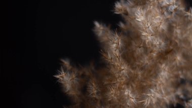 Pampas grass is a natural light brown color. On a black background. Background with gentle soft grass. Fluffy grass on the background. Neutral color. Pastel shades. Nude. Contrast and softness.