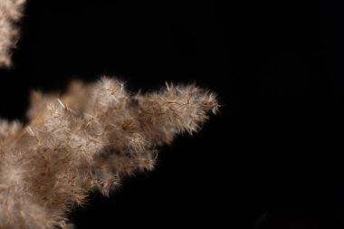 Pampas grass is a natural light brown color. On a black background. Background with gentle soft grass. Fluffy grass on the background. Neutral color. Pastel shades. Nude. Contrast and softness.