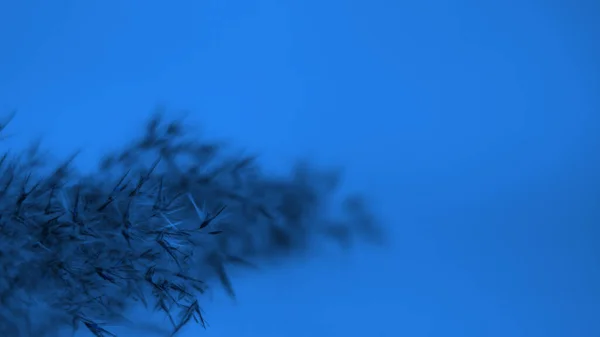 Pampas grass blue on a blue background. Softness. background. For the site, blank, banner.