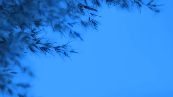 Pampas grass blue on a blue background. Softness. background. For the site, blank, banner.