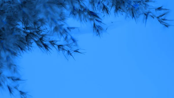 Pampas grass blue on a blue background. Softness. background. For the site, blank, banner.