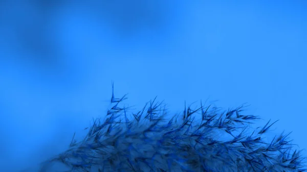 Pampas grass blue on a blue background. Softness. background. For the site, blank, banner.