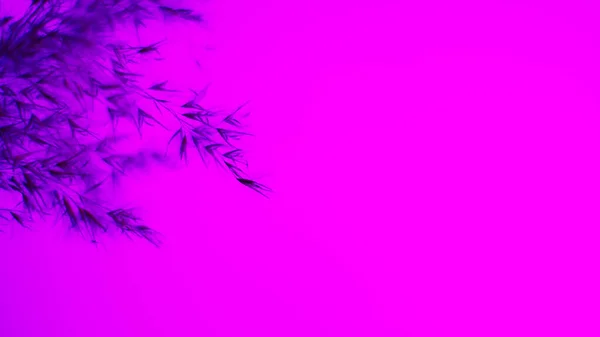 Pampas grass blue on a purple background. Softness. background. For the site, blank, banner.