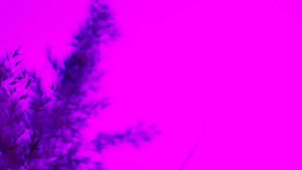 Pampas grass blue on a purple background. Softness. background. For the site, blank, banner.