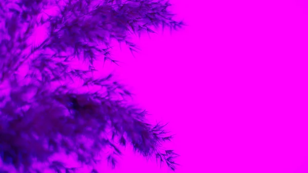 Pampas grass blue on a purple background. Softness. background. For the site, blank, banner.
