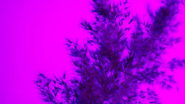 Pampas grass blue on a purple background. Softness. background. For the site, blank, banner.