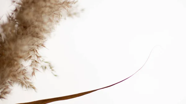 Pampas grass is a natural light brown color. On a light background. Background with gentle soft grass. Fluffy grass on the background. Neutral color. Pastel shades. nude