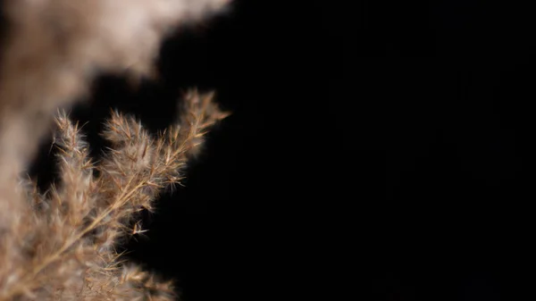 Pampas grass is a natural light brown color. On a black background. Background with gentle soft grass. Fluffy grass on the background. Neutral color. Pastel shades. Nude. Contrast and softness.