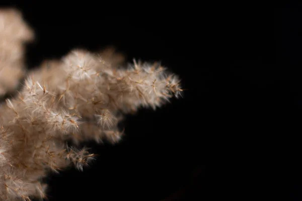 Pampas grass is a natural light brown color. On a black background. Background with gentle soft grass. Fluffy grass on the background. Neutral color. Pastel shades. Nude. Contrast and softness.