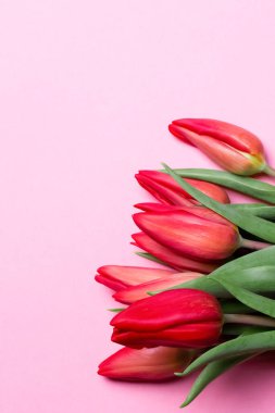 Tulips on a pink background. View from above
