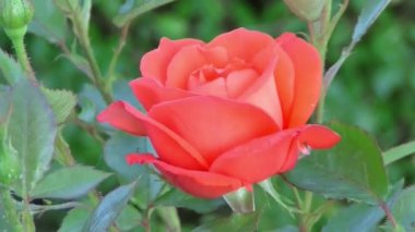 Astnoshing abstraction nature view