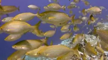 A lovely Nature scenery